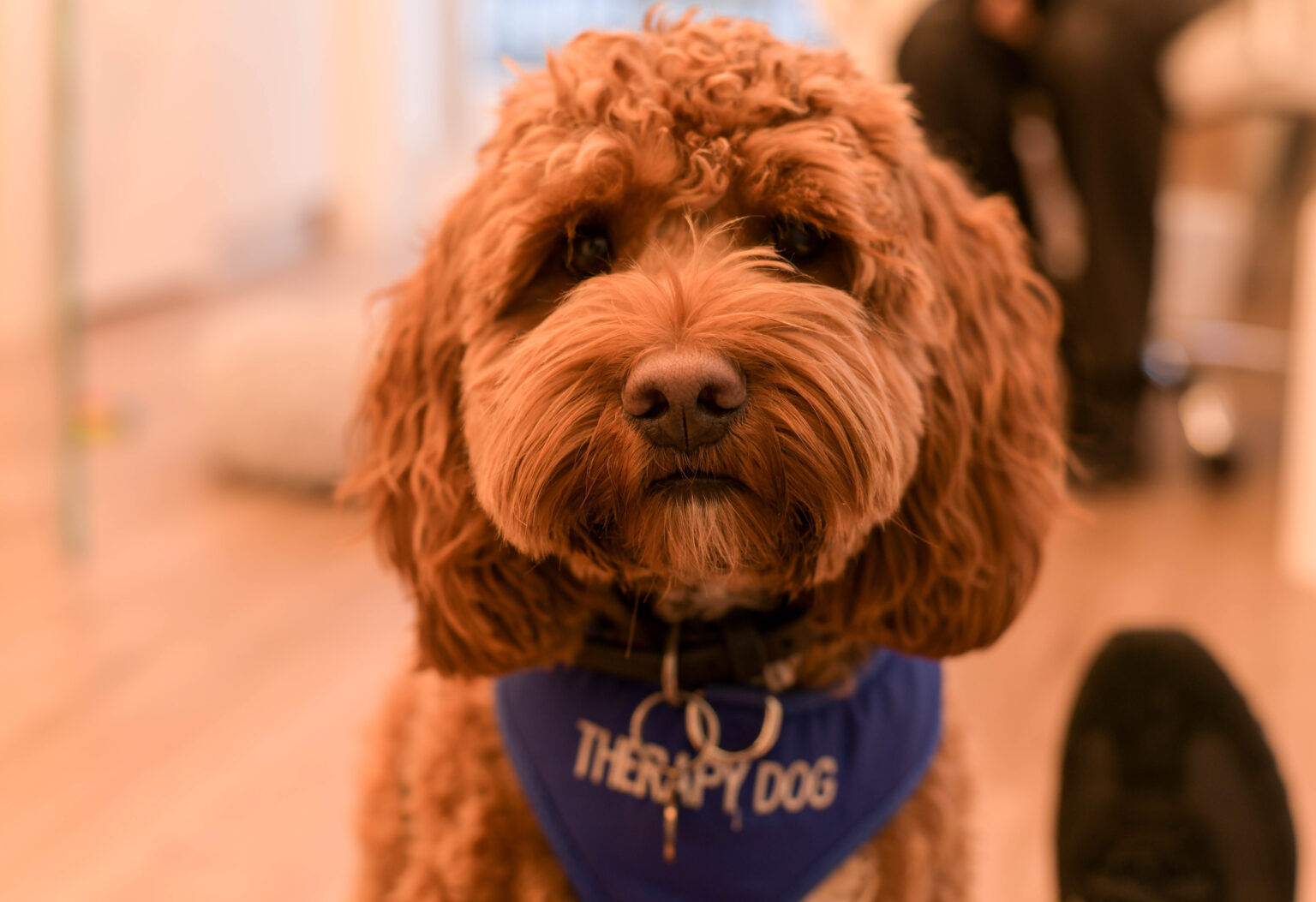 Ralph, clinic therapy dog at Marylebone Smile Clinic, London